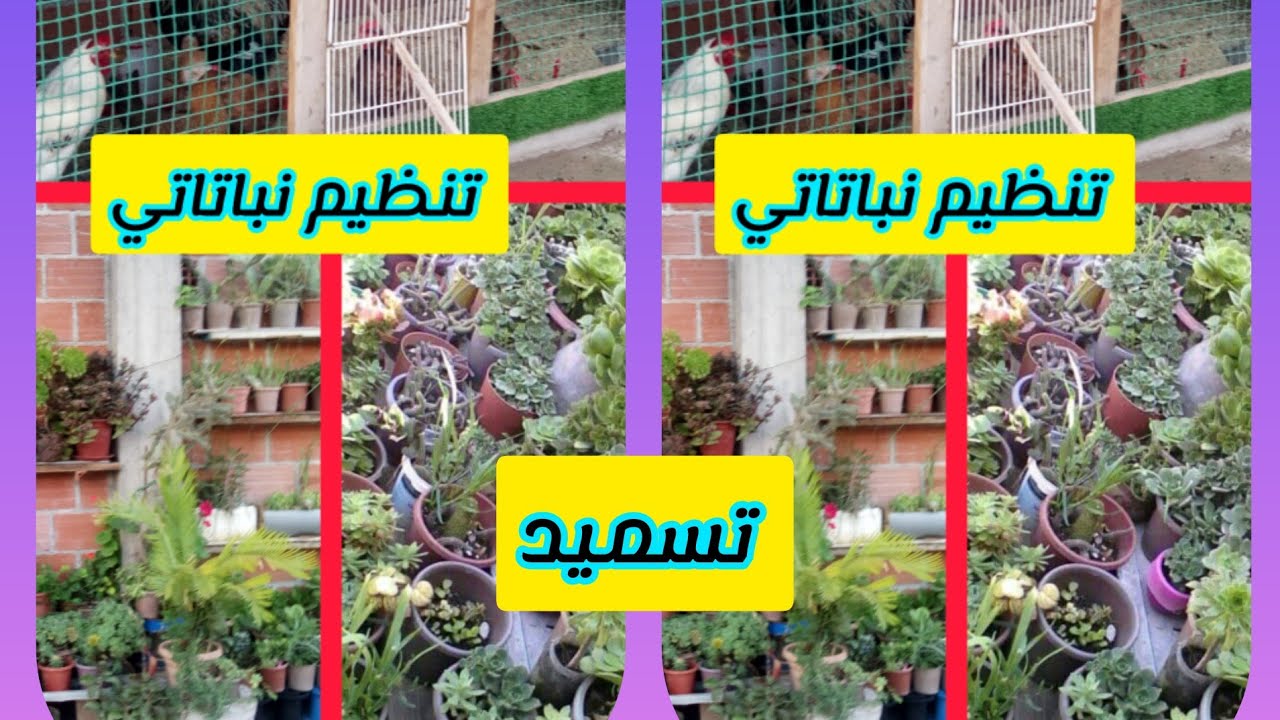 نباتات بطيءة النمو🦠🌻🌼 وضعيفةالحل مع ابسط مكون الحل السر في هاذ الفديو 🧐🧐