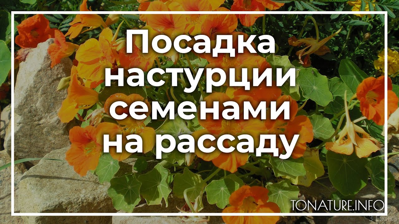 Посев настурции на рассаду. Настурция посев семян на рассаду. Настурция посадка на рассаду. Настурция семена посадка.