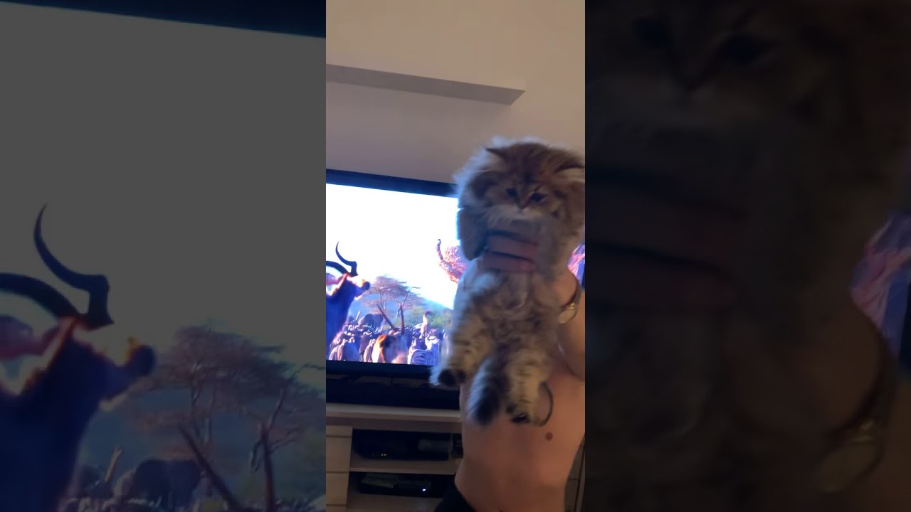 Simba le roi, chaton persan chinchilla