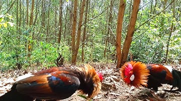 Bẫy Gà Rừng Miền Bắc Cuối Mùa Bổi Sung Ghê | Hoàng Thắng