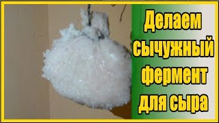 Видео СУПЕР рецепт делаем сычужный фермент для домашнего твердого сыра (автор: Зеленая планета)
