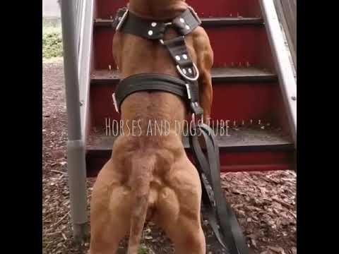 pitbull-muscles-||-muscular-pitbull