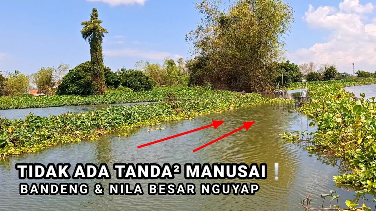 IKAN IKAN TUA! Mancing Bandeng dan Nila besar bergerombol di satu titik