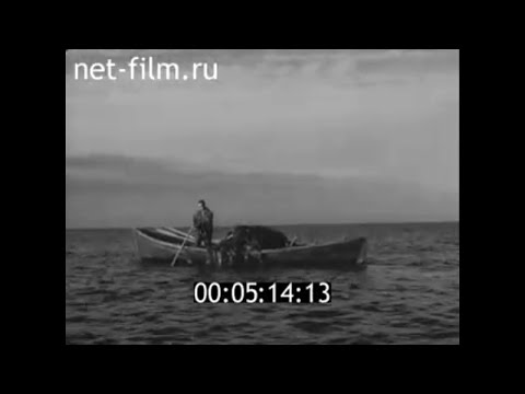 1964г. сбор водорослей ламинарий в  Белом море