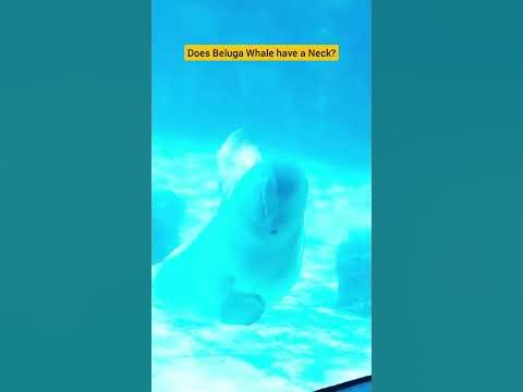Does Beluga Whales Have A Neck? #beluga #viral #shorts #shortsvideo #
