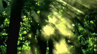 Relaxing Nature Sounds - Morning in the forest Bird Song / Sleep - Meditation