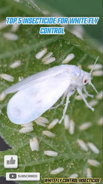 Top 5 Insecticide For Whitefly control Insecticide #insecticide #whitefly #sh...