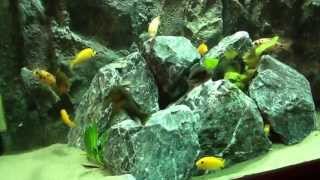 Mijn Nieuwe 1000 Liter Malawi Aquarium