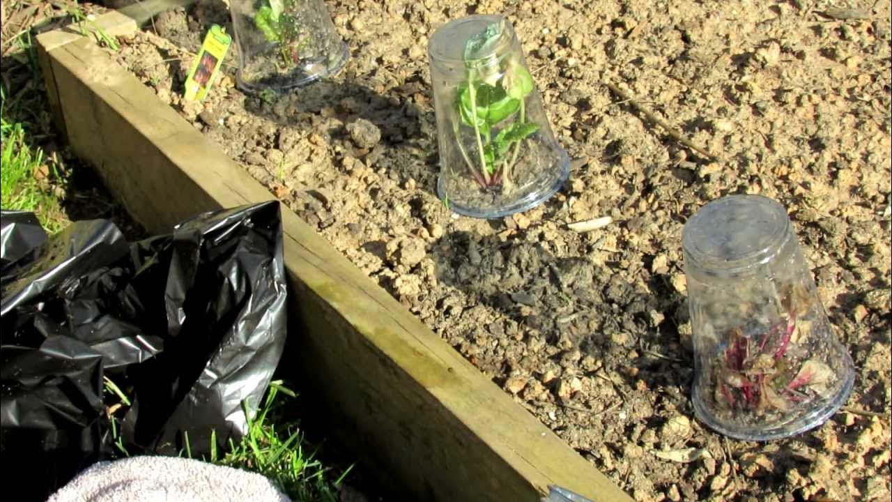 TRG 2012 How to Protect Your Vegetables from Frost with Cups, Trash