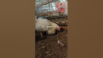 Python:Object Detection (pendulous crop in Broiler Video files) with Yolov7 (شرح عربي)