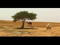الخصائص الطبيعية للبيئة الصحراوية