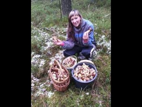 Video: Houba Z Modřínu - Užitečné Vlastnosti A Použití Modřínové Houby Agaricus, Modřínové Houby Pro Hubnutí