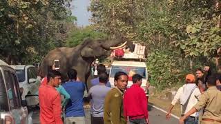 Wild Elephant Chases Tourists In Jim Corbett  | Elephant Attack | Jim Corbett National Park
