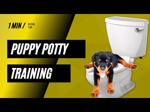 Puppy Potty Training  Toilet Training Puppy  1 Min Dog Tip  Chatty Rotty  #Shorts  #CRShorts