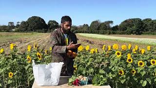 CSA Vegetable Unboxing Late September