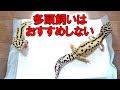 【リスクがある】レオパを同じケージで多頭飼育することについて