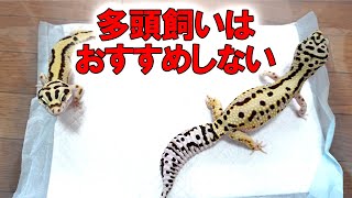 【リスクがある】レオパを同じケージで多頭飼育することについて