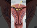 Menstrual Cycle!महिलाओं के शरीर में हर महीने होने वाला अद्भुत#MenstrualCycle #Periods #WomenHealth
