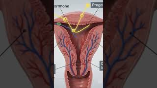 Menstrual Cycle!महिलाओं के शरीर में हर महीने होने वाला अद्भुत#MenstrualCycle #Periods #WomenHealth