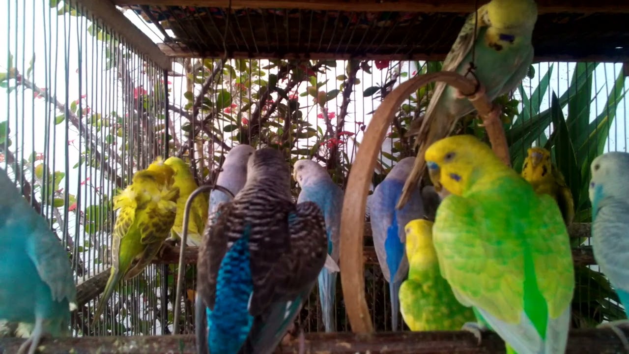 🦜 Parrot Tries to Order Pizza! 🍕📞