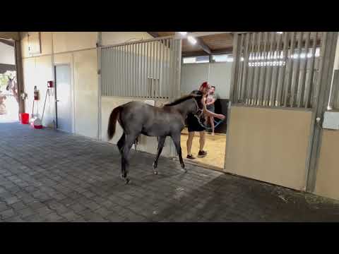 The foals going into a stall together before they take the long trip home