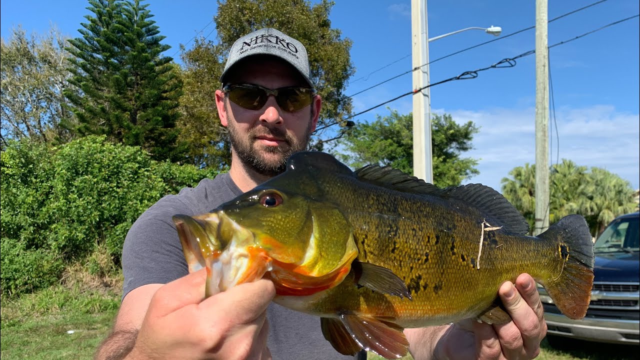 Fishing for Peacock bass in South Florida (Nikko Lures) YouTube