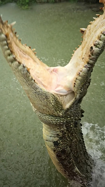 Lompatan Buaya Raksasa! #gatorland #buaya #buayaairasin