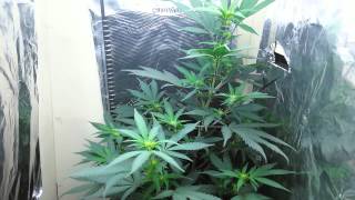 Week 2 of flower blueberry bliss & Jack D.