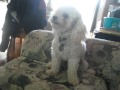 When Poodles Attack (LOUD)