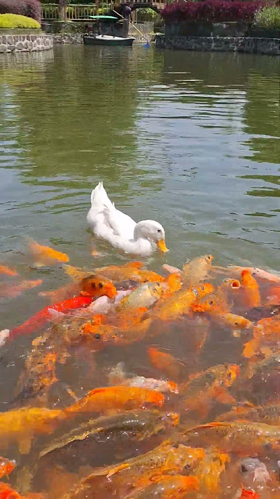 BEBEK BERENANG , BEBEK BERENANG SAMA IKAN , BEBEK PEKING , BEBEK PUTIH , BEBEK ASLI , DI KALI LUCU