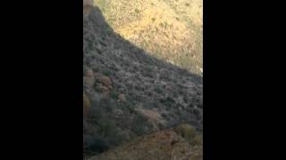 Jaralillo canon amarillo