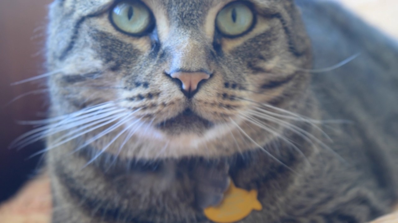 Desperate House Cats