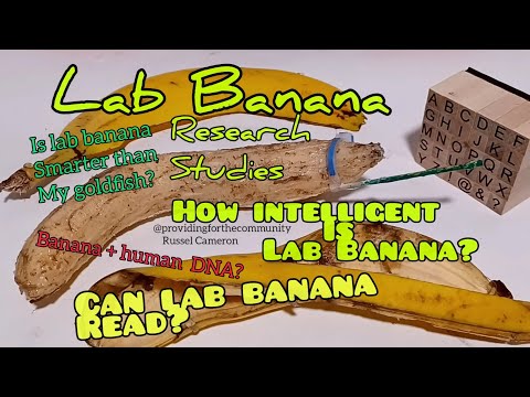 Lab Banana research