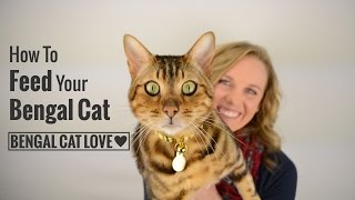How to Feed Your Bengal Cat (Covering Raw Diet, Prey Model Raw & Commercial Cat Food)