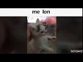 Me lon cat  melon cat meme