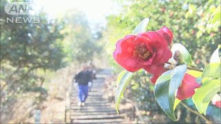 神社の寒椿が満開に　晴天の下350本咲き誇る　栃木(18/01/13)