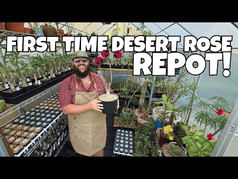 Desert Rose Repotting 101: Step-by-Step for Healthy Roots & Crazy Flowers