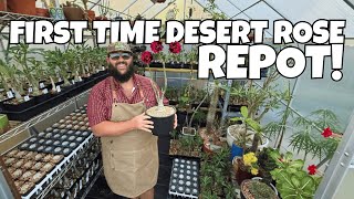 Desert Rose Repotting 101 Step-By-Step For Healthy Roots Crazy Flowers