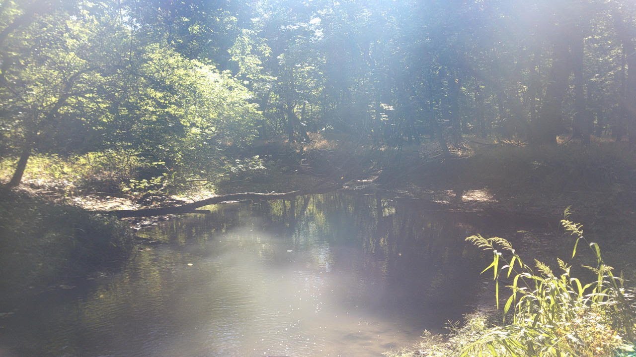 Chapin Nature Center 10 21 25 walk & talk