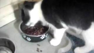 I'm a Stupid Cat!