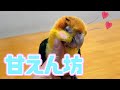 とっても甘えん坊　大人気シロハラインコちゃん