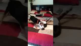 Cat and Dog Playfully Fight screenshot 4