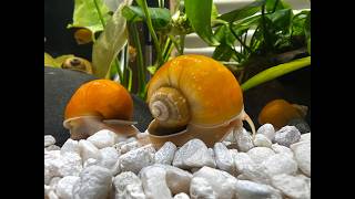 🐌 24/7 Snail Cam   Lofi Beats 🌿 Relaxing Aquarium Live Stream