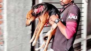 Deep Wound Threatened To End This Street Dog's Happy Life…