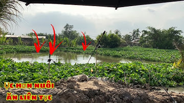 Câu Cá Tra Sông | Gặp Bãi Ục Hơn Cá Nuôi Ăn Câu Liên Tục Không Kịp Bóp Mồi | Fishing Miền Tây