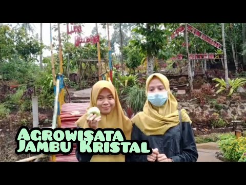Pariwisata Lampung #Agrowisata Jambu Kristal & Kolam Renang