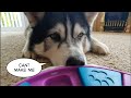 Old dog learns a fun New Game and he Loves it | lockdown fun for dogs