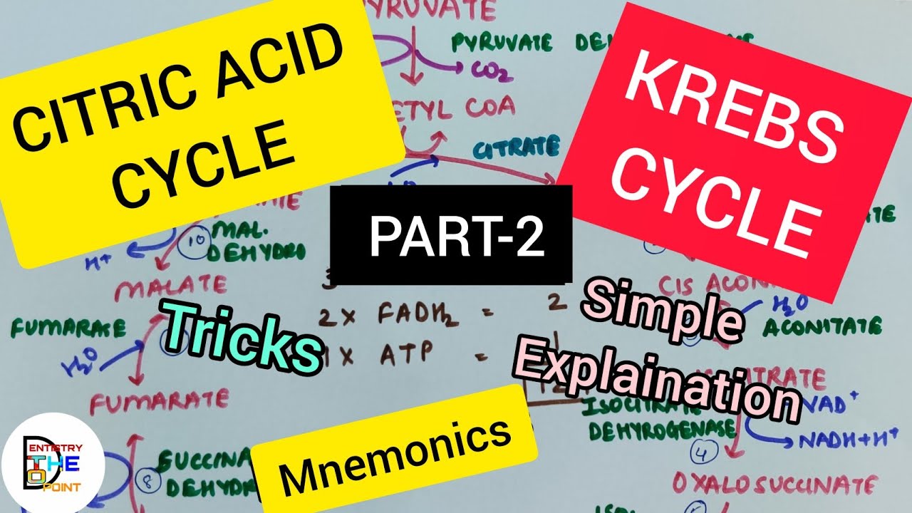 KREBS CYCLE /CITRIC ACID CYCLE/ TCA CYCLE PART - 2 (CARBOHYDRATE ...