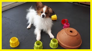 How To Teach Your Puppy To Find Hidden Treats by Kathleen Tepperies CTDI, CAP3, FSG1 128 views 4 weeks ago 4 minutes, 9 seconds