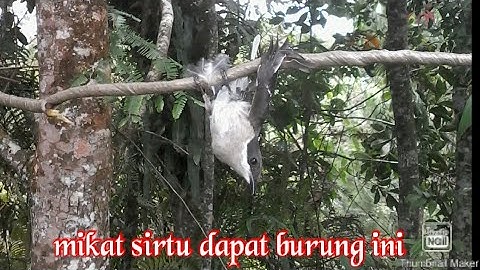 Mikat burung sirtu pake mp3, dapat burung jingjing batu